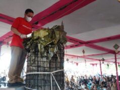 Tradisi Lopis Raksasa di Pekalongan: Sejarah dan Makna